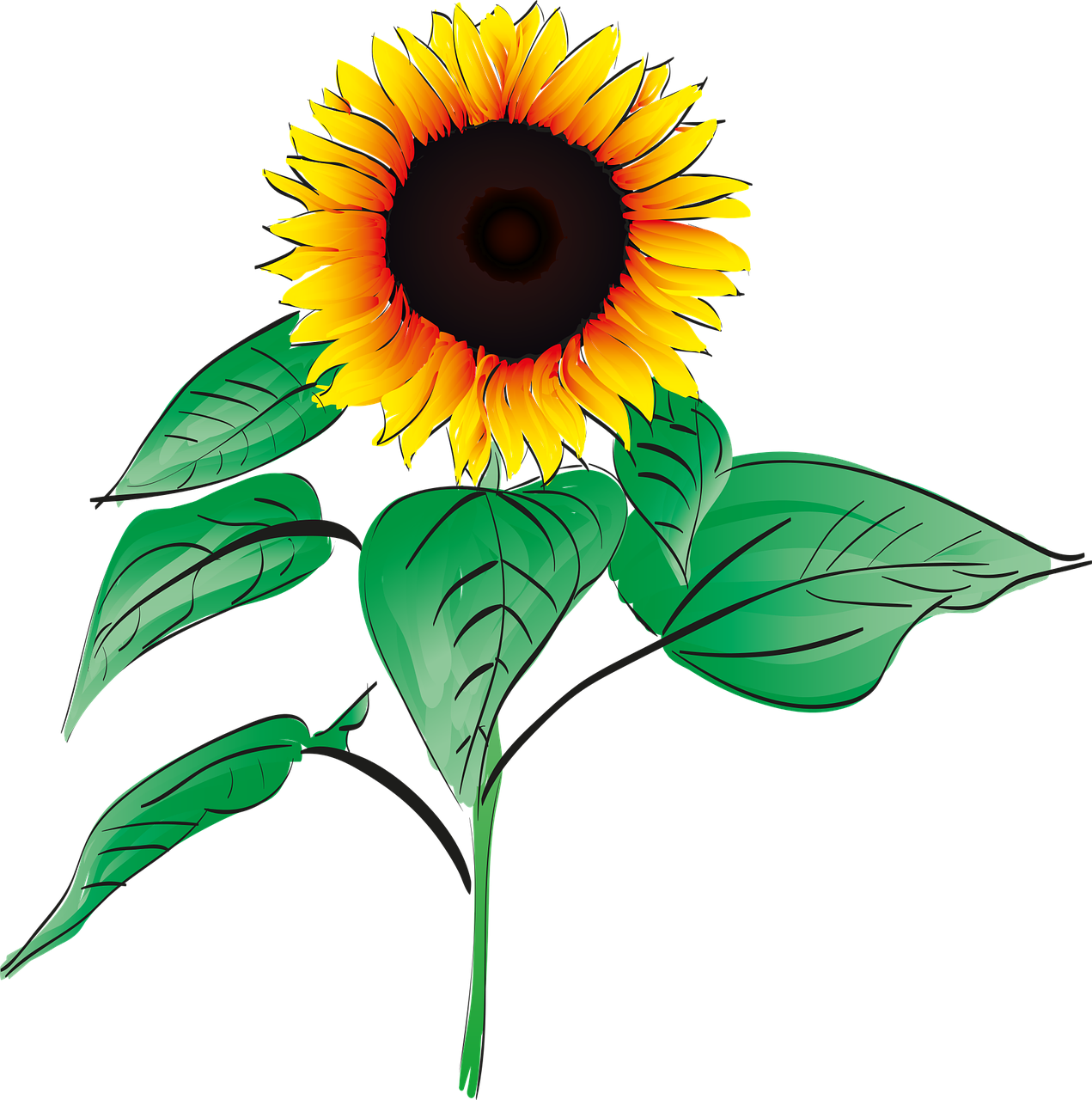 sunflower-1563432_1280